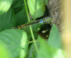 Anax indicus