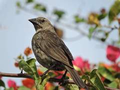 Molothrus bonariensis