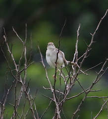 Cisticola chiniana