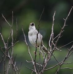 Cisticola chiniana