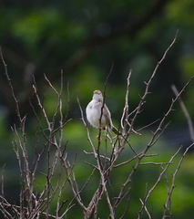 Cisticola chiniana