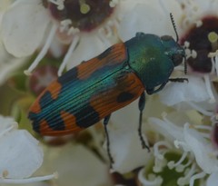 Castiarina scalaris