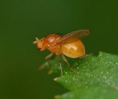 Camptoprosopella slossonae