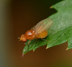 Camptoprosopella slossonae