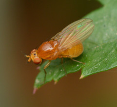 Camptoprosopella slossonae