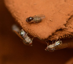Mycodrosophila