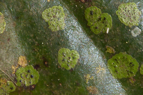 Strigula smaragdula image