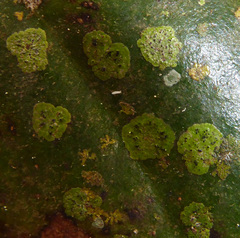 Strigula smaragdula image