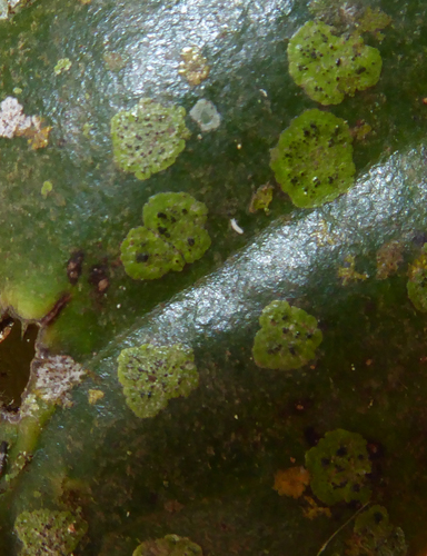 Strigula smaragdula image