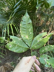Melicope elleryana