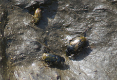Acrossus luridus