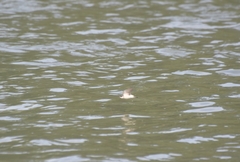 Tachycineta albilinea