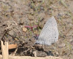 Pseudonacaduba sichela sichela