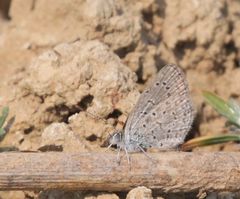 Zizeeria knysna knysna