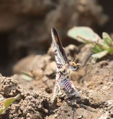 Cigaritis natalensis