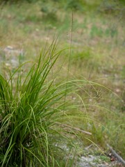 Poa ensiformis