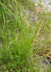 Poa ensiformis