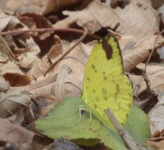 Eurema hecabe solifera