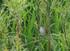 Acrocephalus palustris
