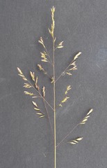 Poa ensiformis