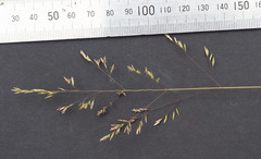 Poa ensiformis