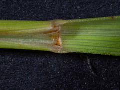 Poa ensiformis