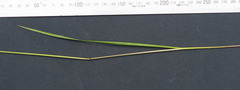 Poa ensiformis