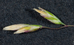 Poa ensiformis