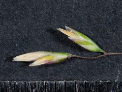Poa ensiformis