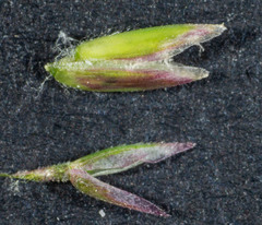 Poa ensiformis