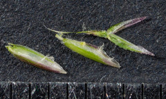 Poa ensiformis