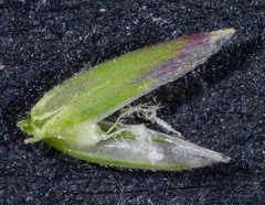 Poa ensiformis
