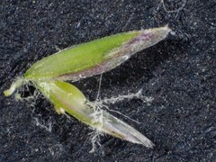 Poa ensiformis