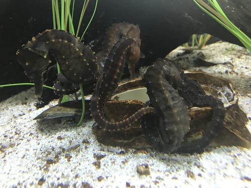 Hippocampus erectus
