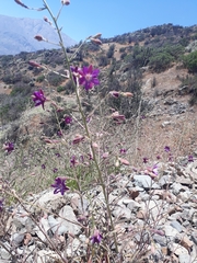 Malesherbia linearifolia