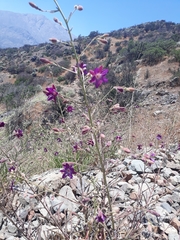 Malesherbia linearifolia
