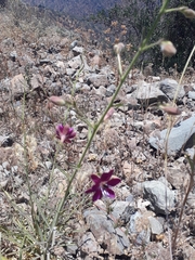 Malesherbia linearifolia