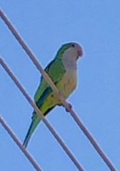 Myiopsitta monachus