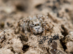 Aelurillus dubatolovi