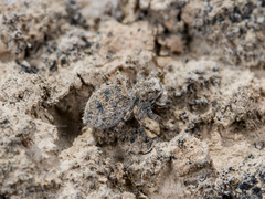 Aelurillus dubatolovi