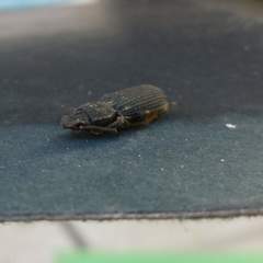 Nyctoporis cristata