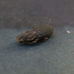 Nyctoporis cristata