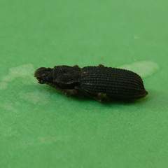 Nyctoporis cristata