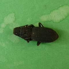Nyctoporis cristata