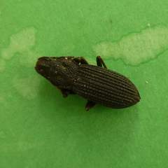 Nyctoporis cristata