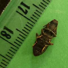 Nyctoporis cristata