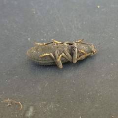 Nyctoporis cristata