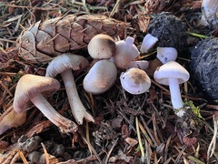 Inocybe pallidicremea