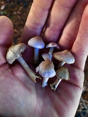 Inocybe pallidicremea