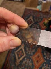 Inocybe pallidicremea